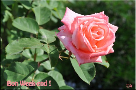 Résultat de recherche d'images pour "bon weekend fleurs"